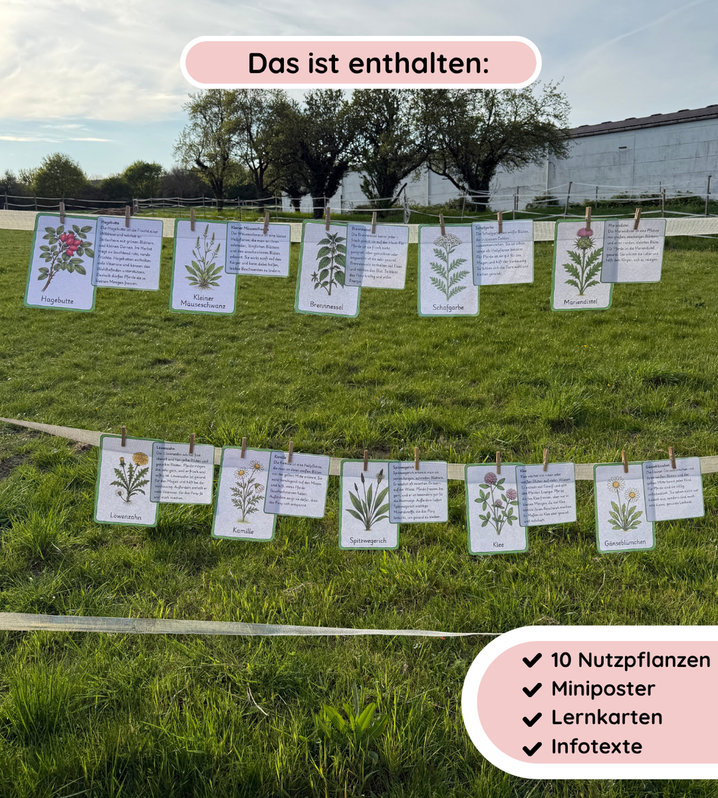 Kindgerechte Infotexte und Lernposter - Nutz- und Giftpflanzen sicher erkennen und unterscheiden